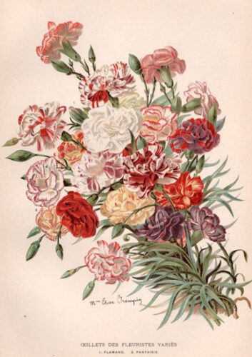 Carnations Make a Comeback